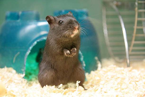 Best Gerbil Names for Your Adorable Pet